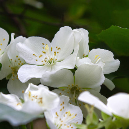 Blooming Skin – Extrait de Parfum